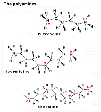 The polyamines